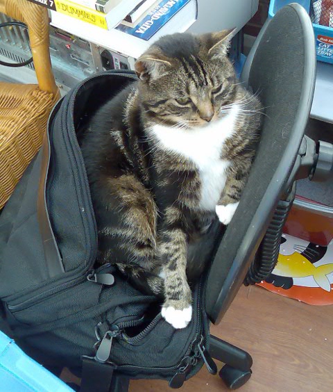 Jaz in my laptop bag